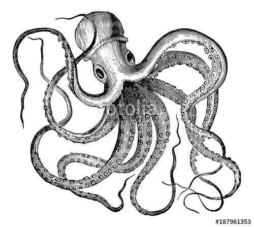 Kraken Vector at GetDrawings | Free download