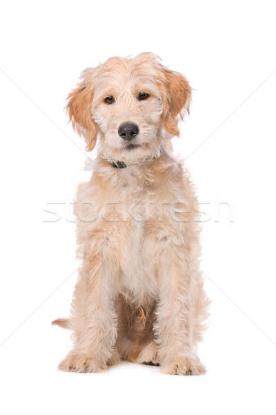 400x600 Labradoodle Stock Photos, Stock Images And Vectors Stockfresh