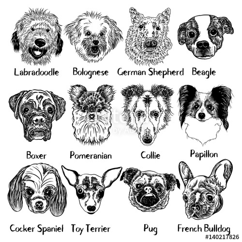 500x500 Vector Collection Of Different Dogs Breeds, Isolated. Dog Set