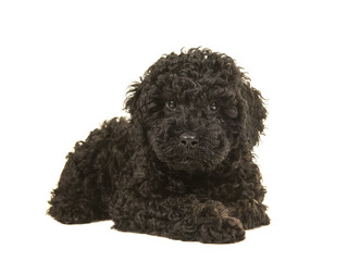 320x240 Labradoodle Puppy Photos, Royalty Free Images, Graphics, Vectors