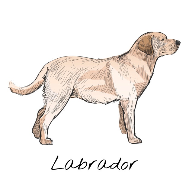 626x625 Labrador Vectors, Photos And Psd Files Free Download