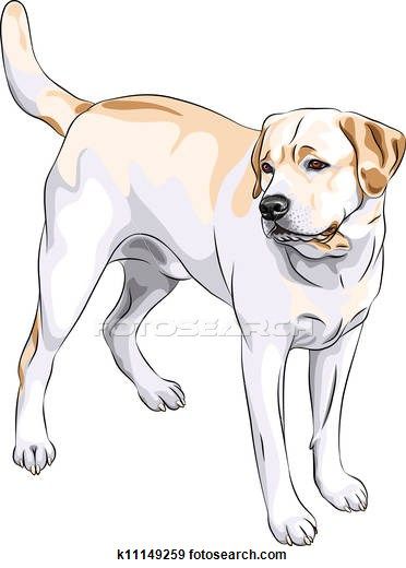 372x520 Stock Illustration Of Vector Sketch Gun Dog Breed Yellow Labrador