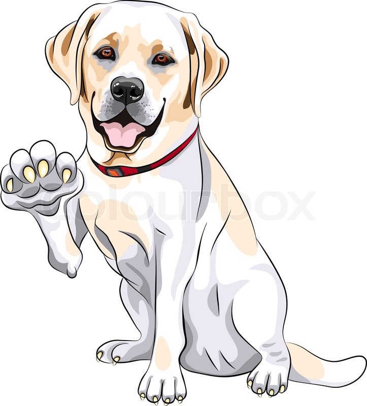 723x800 Vector Dog Labrador Retriever Cheerful Smiles And Gives A Paw