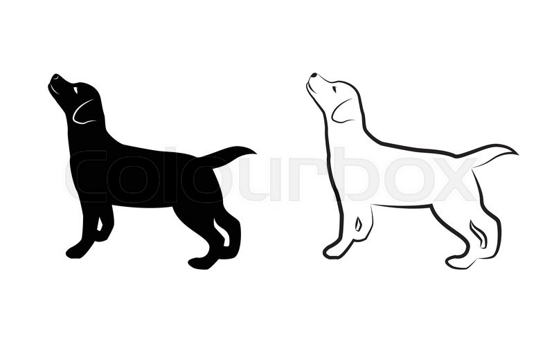 800x506 Vector Image Of An Dog Labrador On White Background Stock Vector