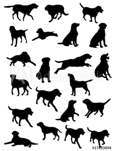 375x500 Labrador Vector