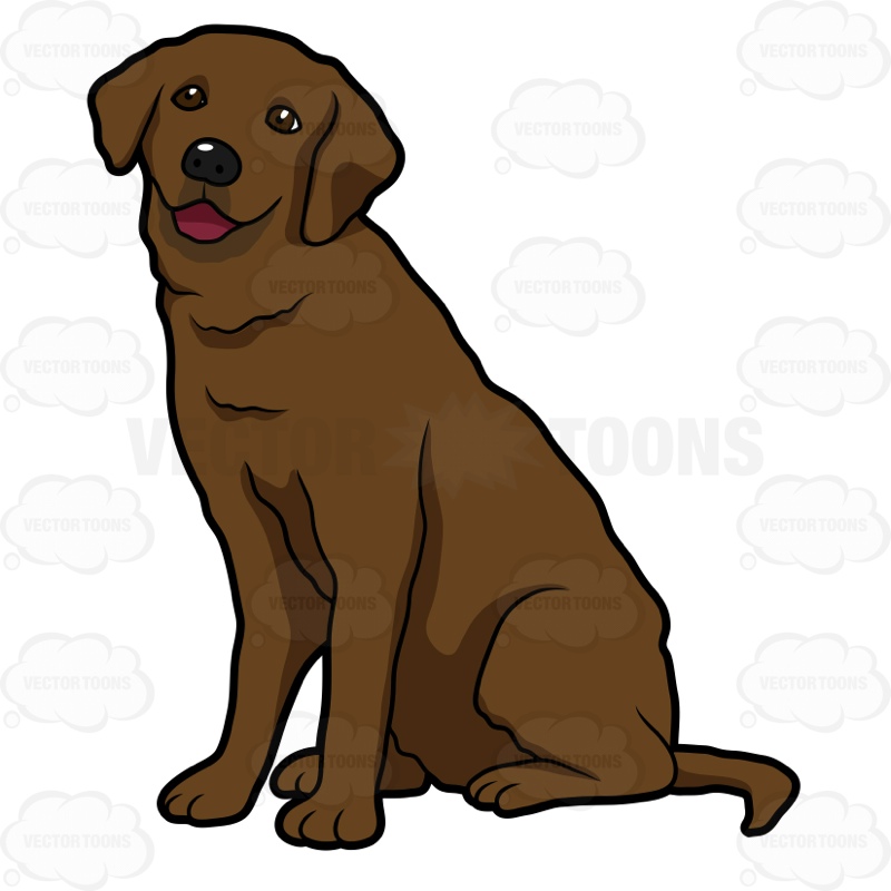 800x800 Happy Looking Chocolate Labrador Sitting Clipart By Vector Toons