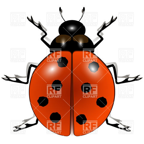 480x480 Ladybug Vector Image Vector Artwork Of Plants And Animals