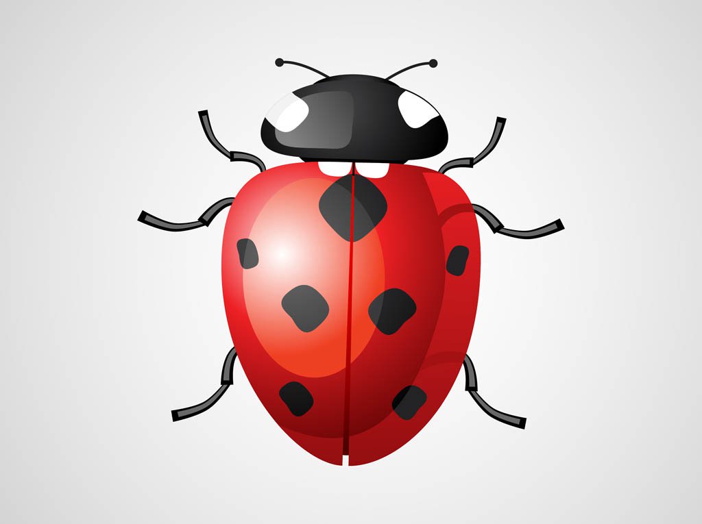 1024x765 Ladybug Vector Vector Art Amp Graphics