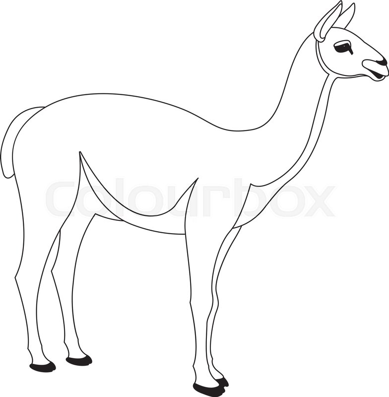 784x800 Lama Vector Illustration Line Drawing Stock Vector Colourbox