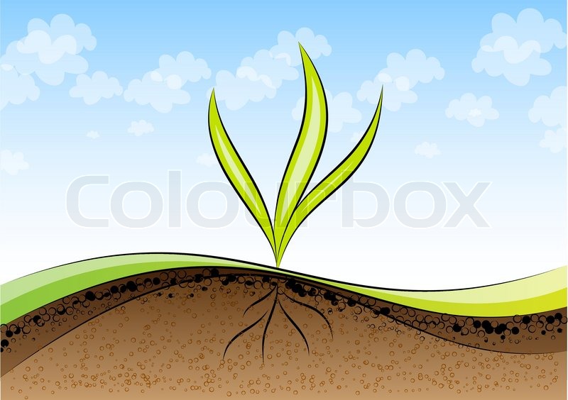 800x564 Green Plant Growth In The Land Stock Vector Colourbox