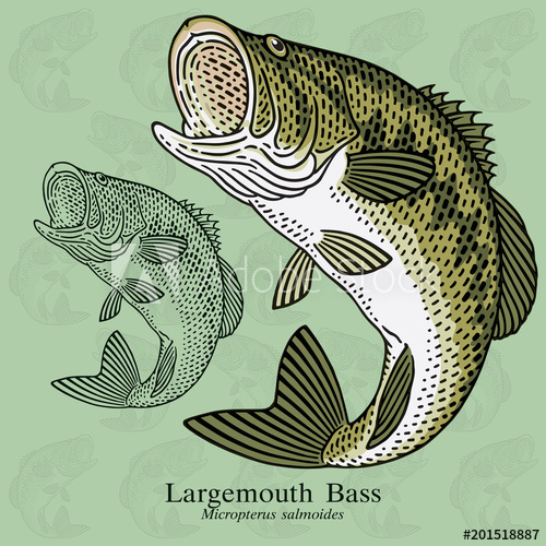 500x500 Largemouth Bass. Vector Illustration With Refined Details And