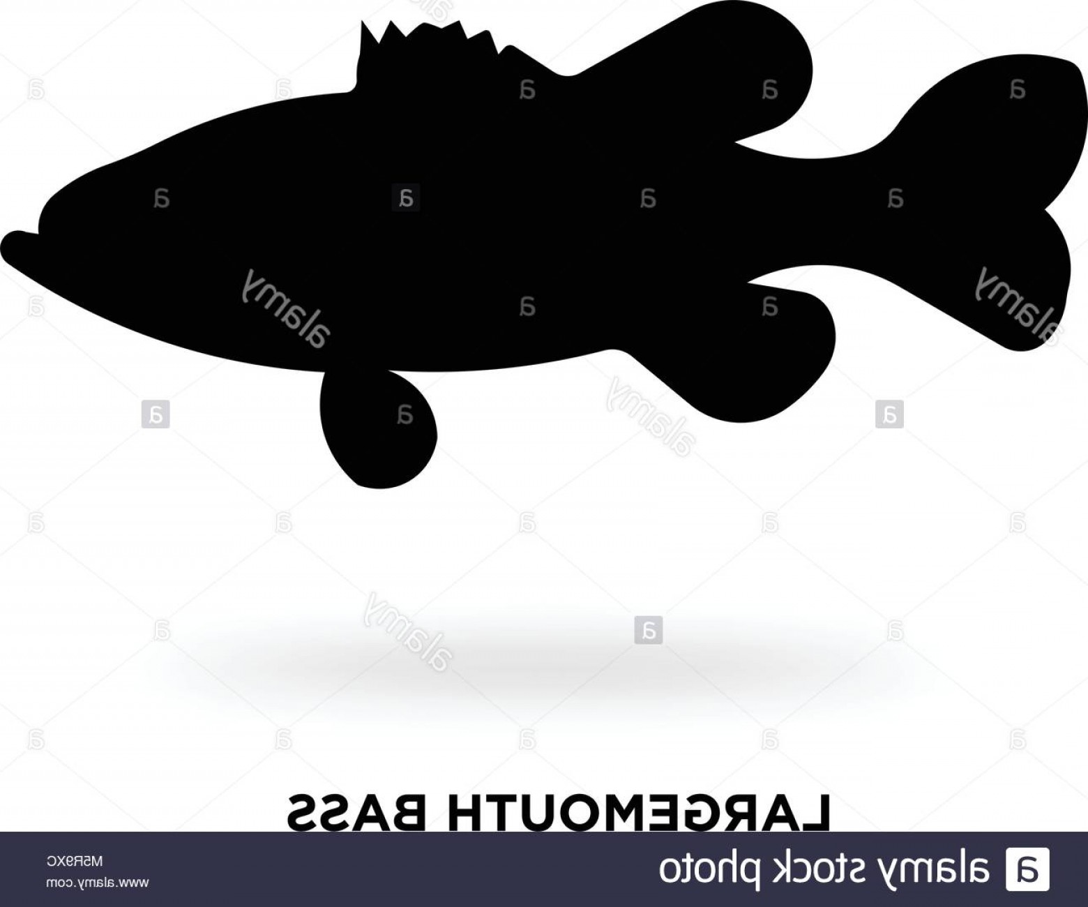 1560x1300 Stock Photo Largemouth Bass Silhouette Orangiausa