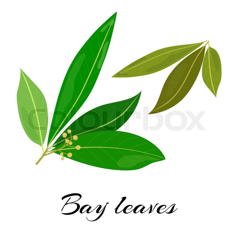 800x800 Raw And Dried Bay Leaves. Latin