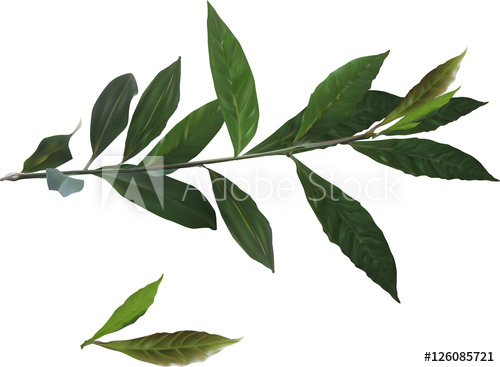 500x367 Dark Green Laurel Branch On White