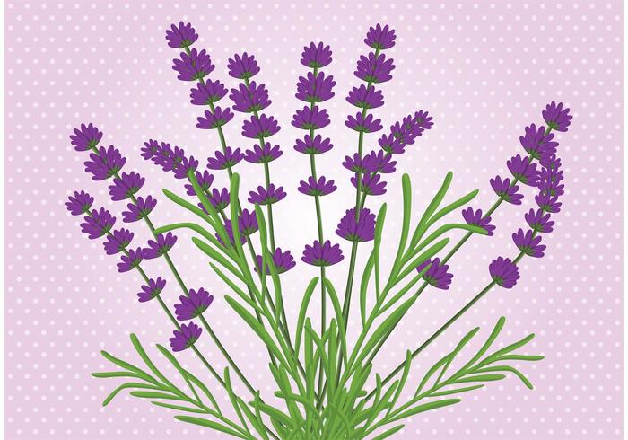 700x490 Lavender Flower Vector