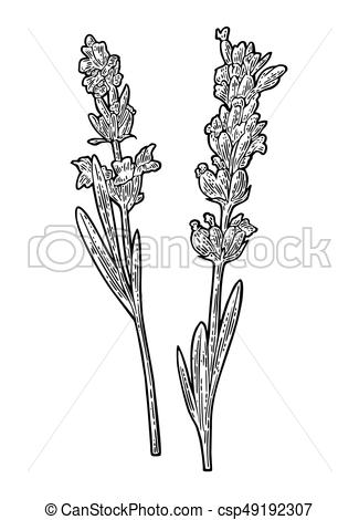 325x470 Lavender Flower. Engraving Black Vintage Illustration. White