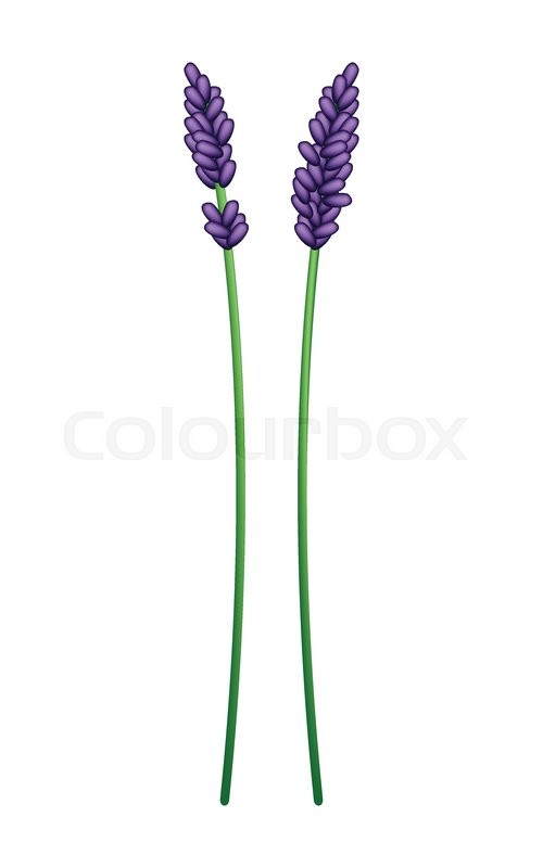 500x800 Beautiful Flower, Illustration Of Purple Lavender Flowers Isolated