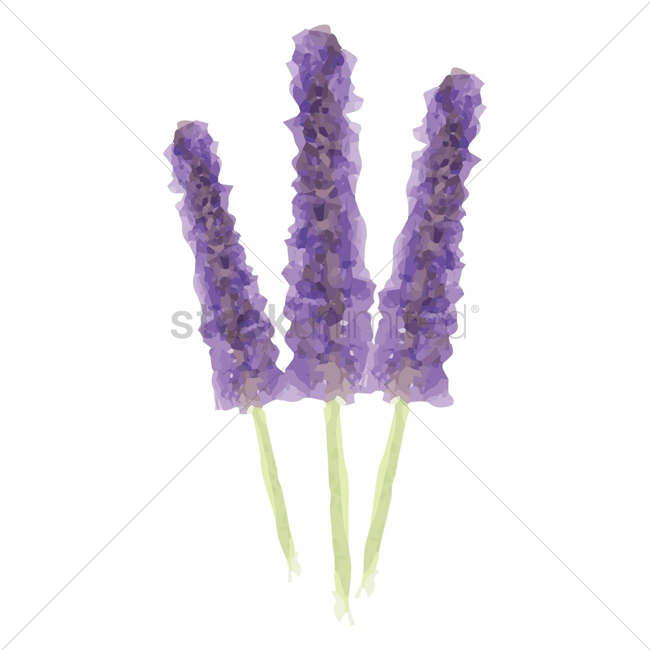 1300x1300 Lavender Flowers Vector Image