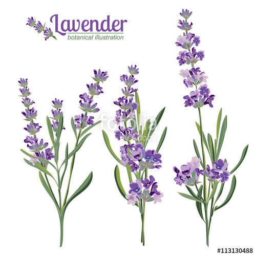 500x500 Lavender Flowers Elements. Botanical Illustration. Stock Image