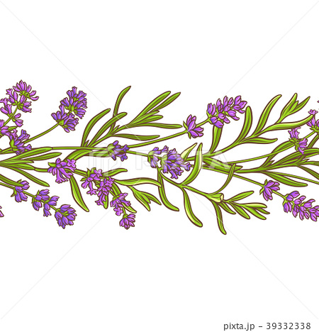 450x468 Lavenderlavender Flower Vectors
