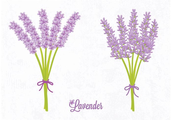 700x490 Vector Lavender Flower