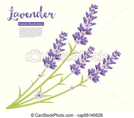 450x395 Branch Of Lavender Flowers Isolated On White. Vector Illustration.