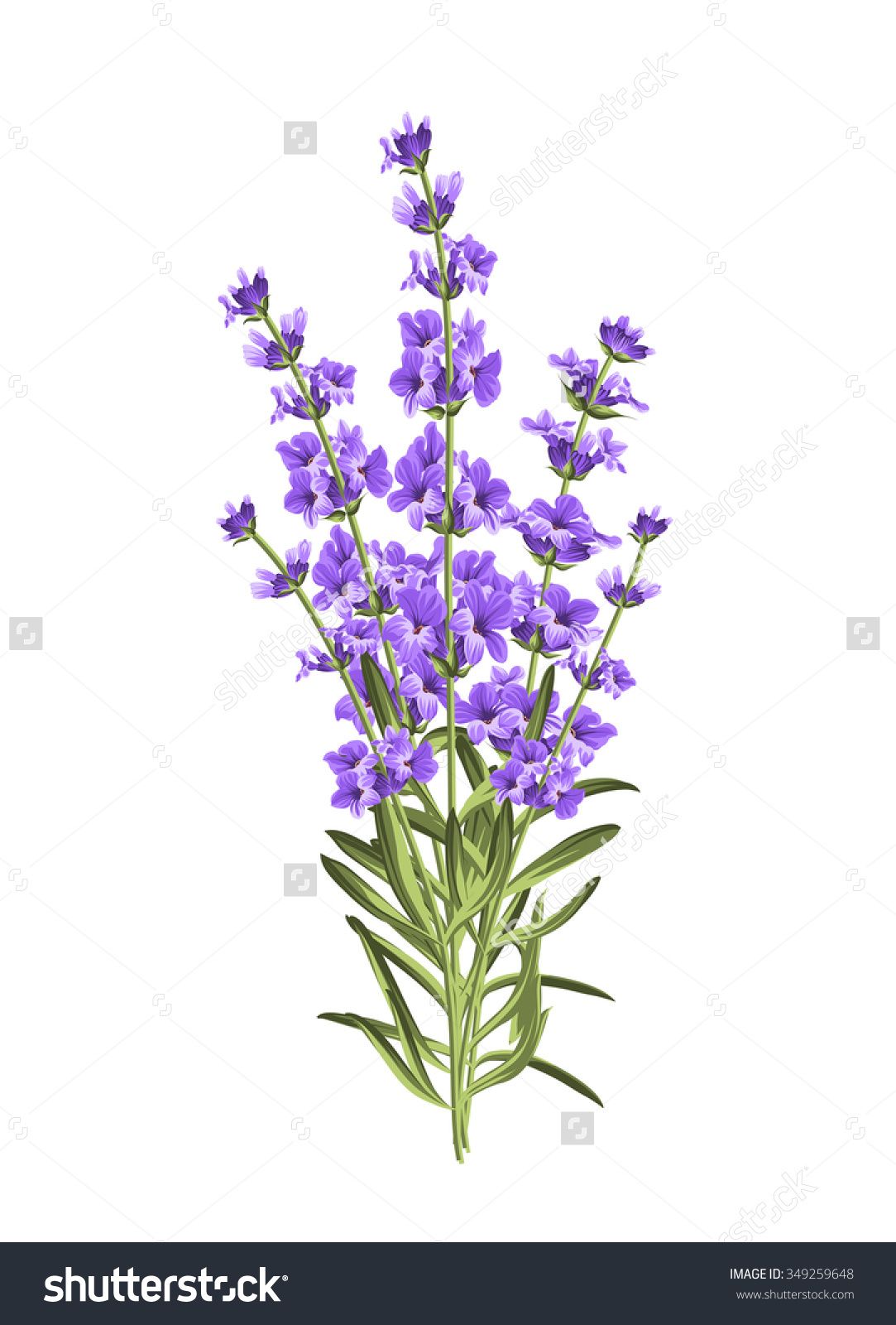 1083x1600 Bunch Of Lavender Flowers On A White Background Stock Vector