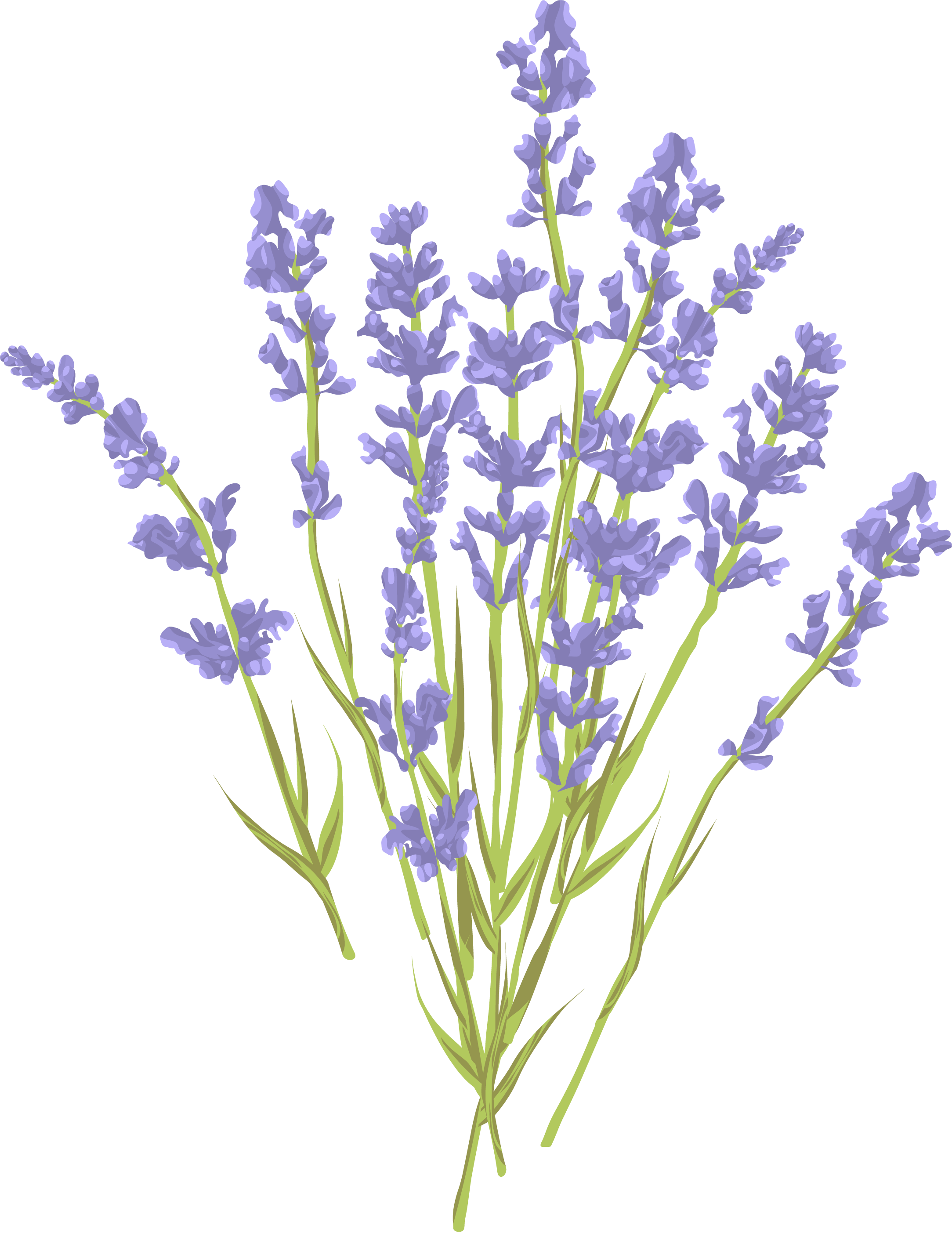 Lavender Vector at GetDrawings | Free download