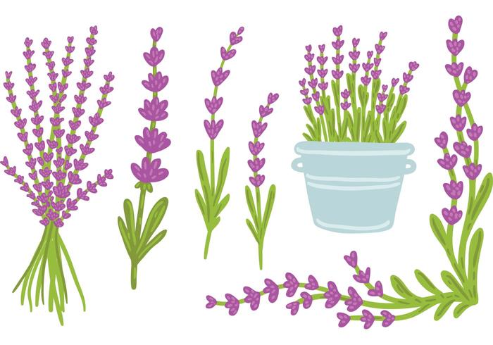 700x490 Lavender Free Vector Art