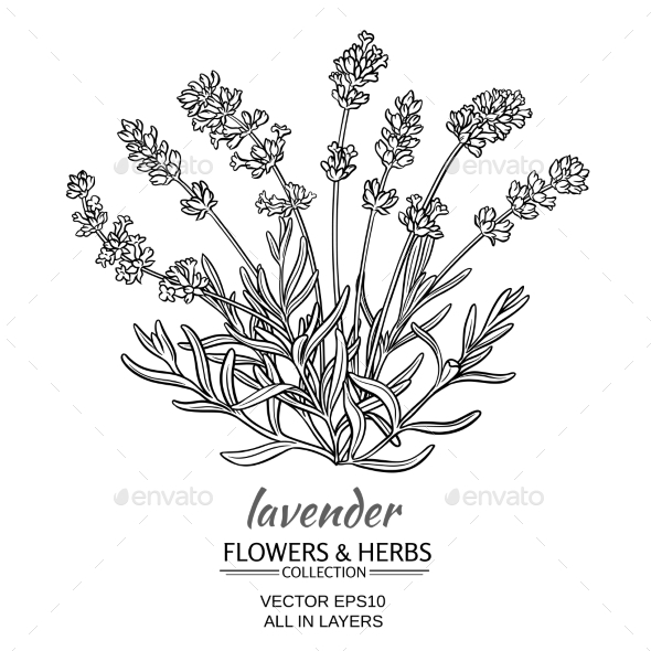590x590 Lavender Vector Illustration By Cuttlefish84 Graphicriver