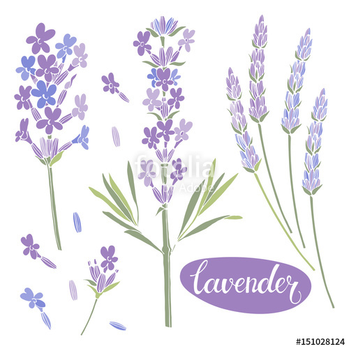 500x500 Lavender. Vector Illustration, Isolated Floral Elements For Design