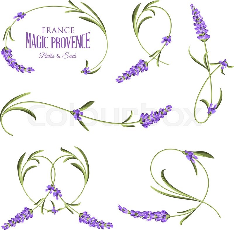 800x788 Set Of Lavender Flowers Elements. Botanical Illustration