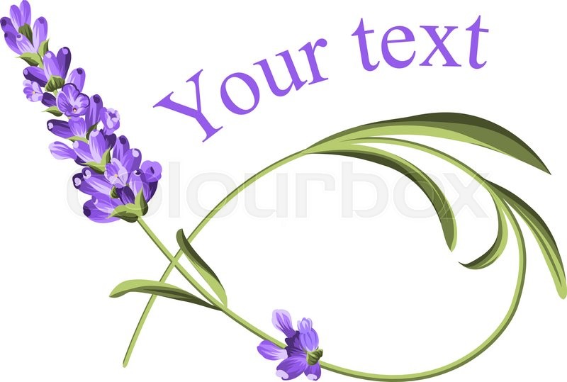 800x539 Your Text Template. Frame Of Lavender Flower In Watercolor Paint