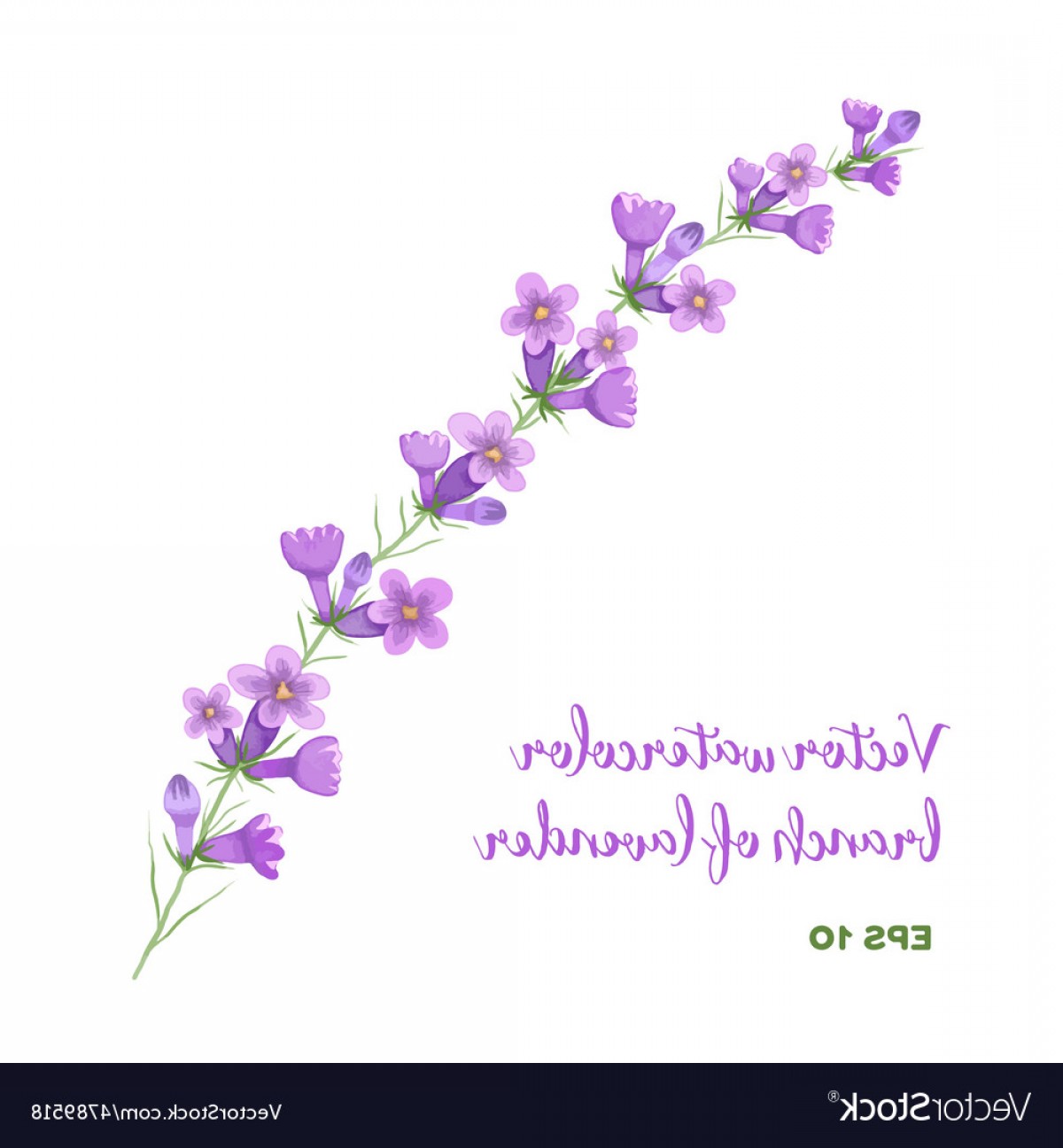 1200x1296 Lavender Bouquet Vector Arenawp