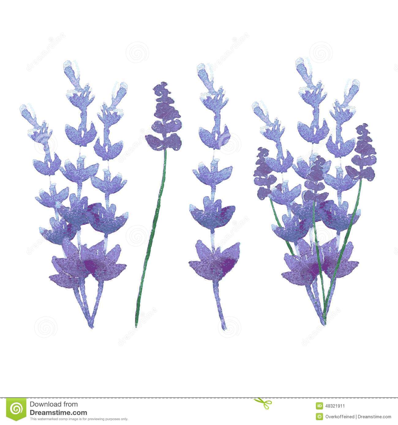 1300x1390 Drawn Lavender Vector Free Collection Download And Share Drawn