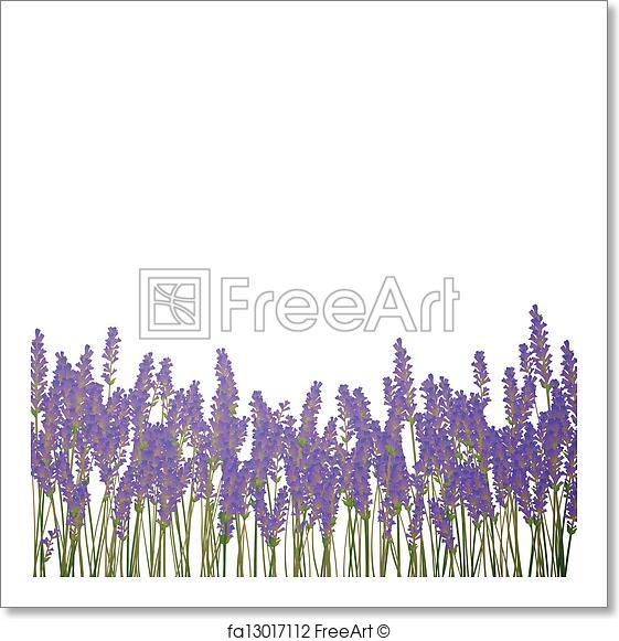 561x581 Free Art Print Of Vector Lavender Background. Vector Illustration