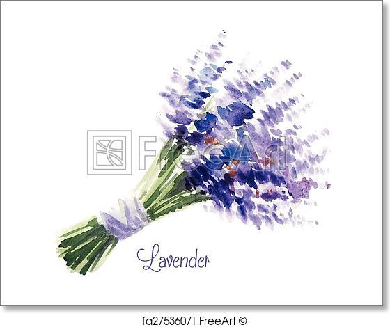 560x470 Free Art Print Of Vector Watercolor Bouquet Of Lavender