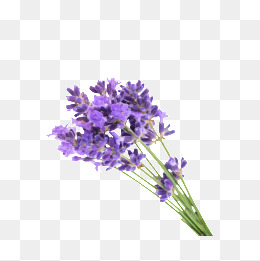 260x261 Lavender Bouquet Png, Vectors, Psd, And Clipart For Free Download