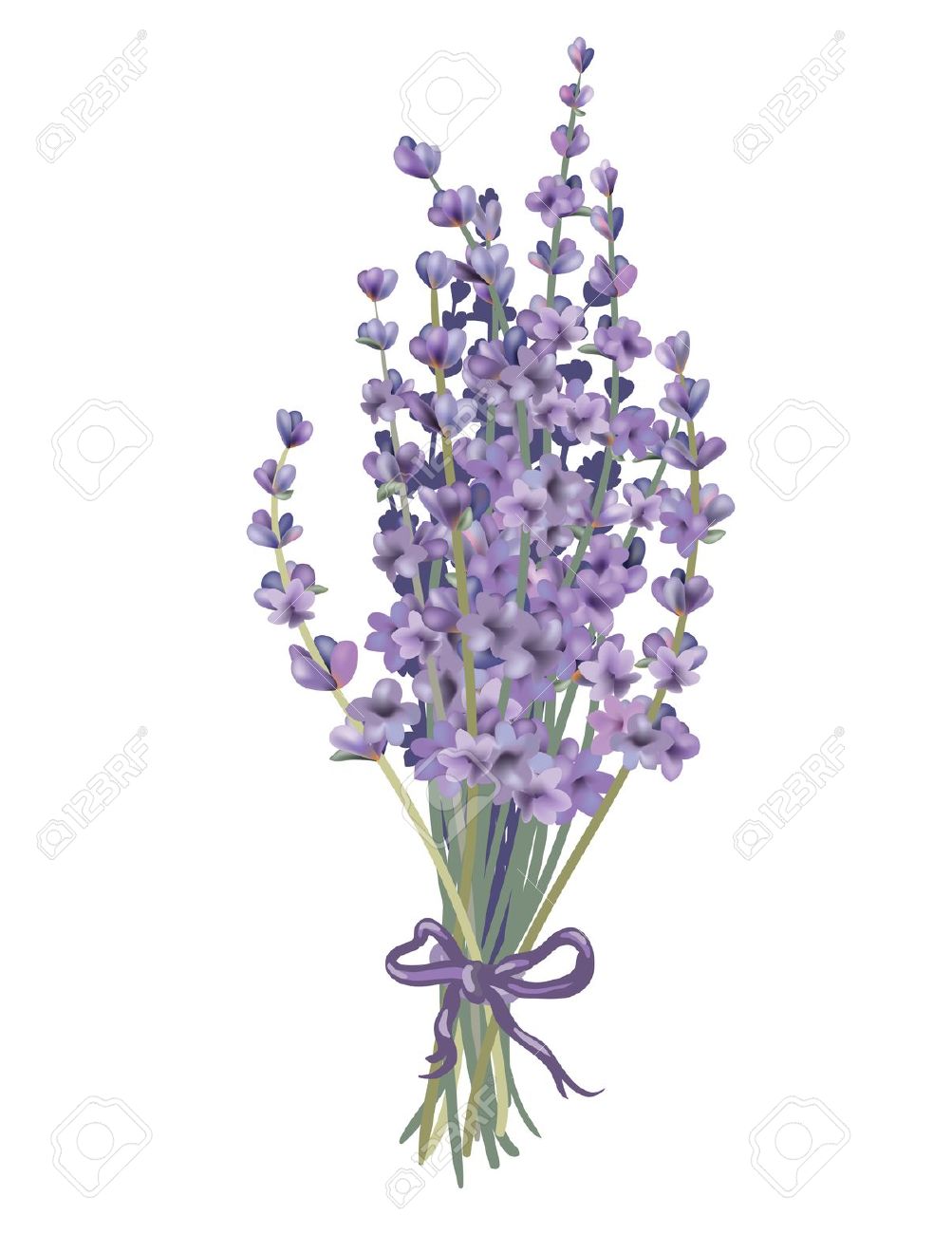 1003x1300 Lavender Clipart Flower Realistic