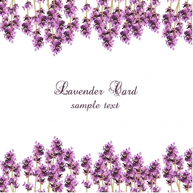 626x626 Lavender Flower Vectors, Photos And Psd Files Free Download