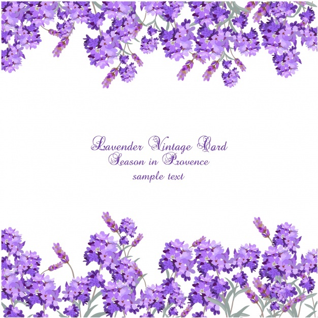 626x626 Lavender Vectors, Photos And Psd Files Free Download
