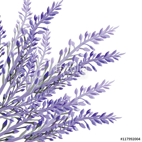 500x500 Lavender Flower In Watercolor Paint Style Vector . Gentle Blossom