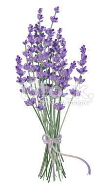 230x380 Realistic Lavender Bouquet Drawn With Gradient Mesh. Tatoo
