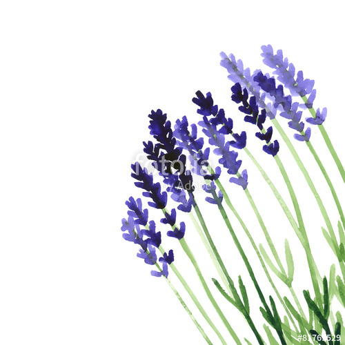 500x500 Vector Background With Violet Watercolor Lavender Stock Image And