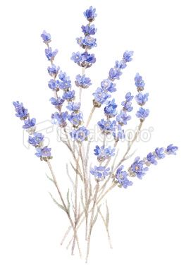 264x380 Watercolor Illustration Of Lavender Isolated On White... Floral