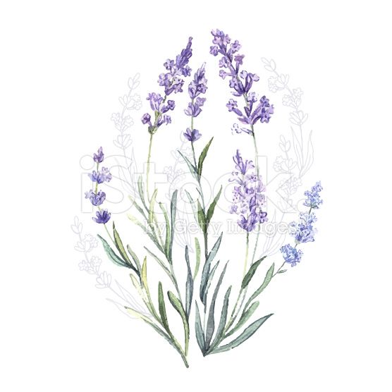 556x556 Watercolor Vector Lavender Illustrations Vector