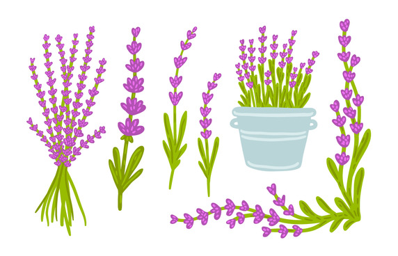572x368 Hand Drawn Lavender Vector Free Vector Download In .ai, .eps