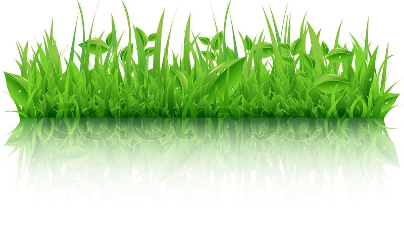 800x479 Green Grass With Leafs, Isolated On White Background, Vector