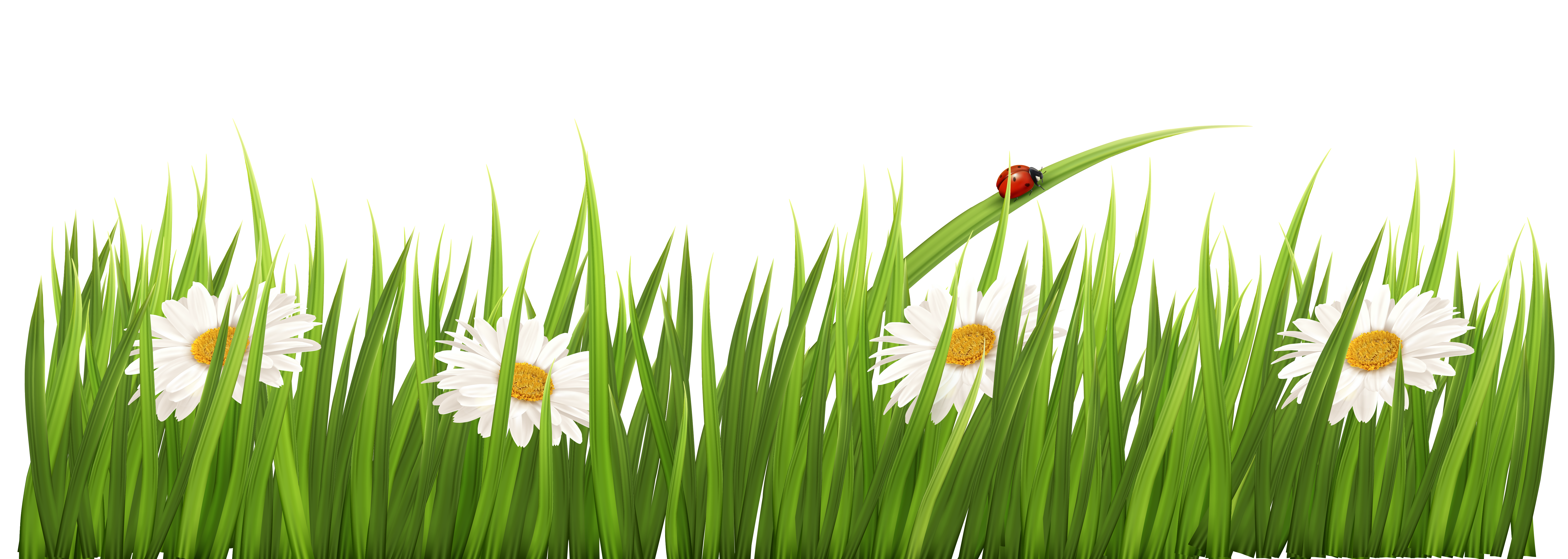 6917x2467 15 Lawn Vector Green Grass For Free Download On Mbtskoudsalg