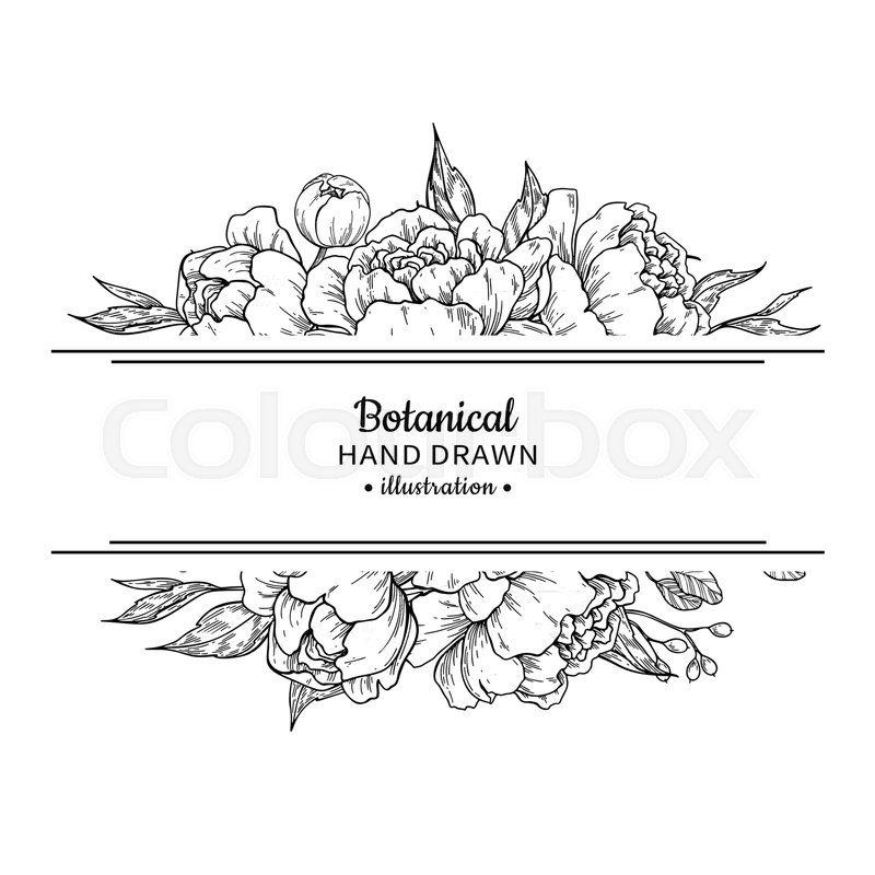 800x800 Flower Vintage Border. Vector Peony And Roses Botanical Drawing